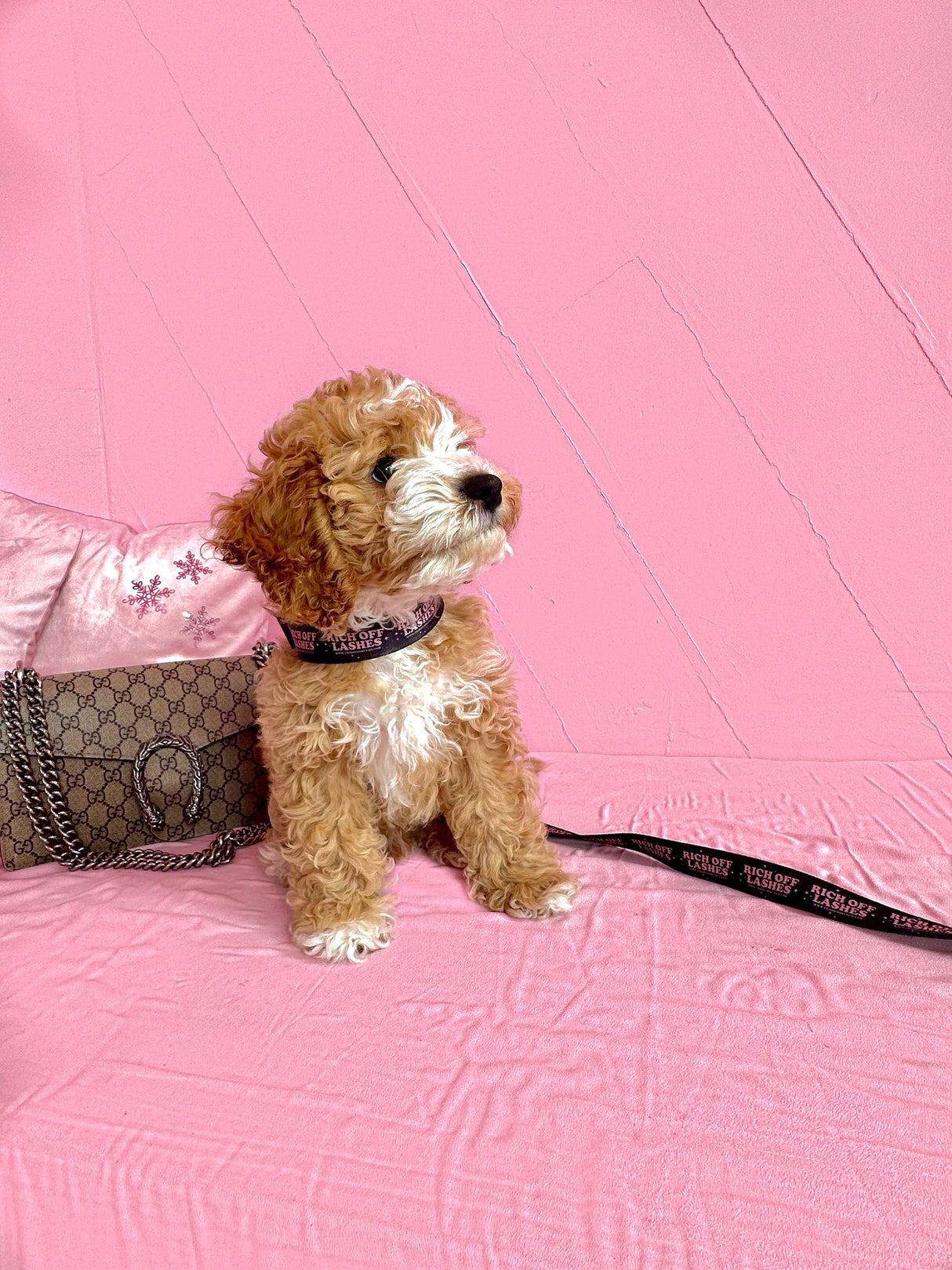 Rich Off Lashes Collar + Leash Set – Branded & Adjustable | Trish Co